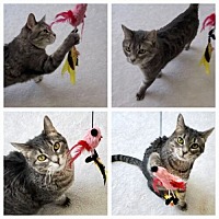 adopt a pet