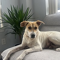 adopt-pet