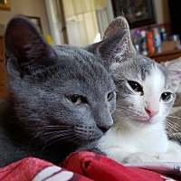 adopt a pet