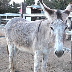 Thumbnail photo of EYORE the Donkey #4