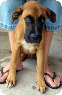 great dane bloodhound mix sale