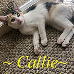 Thumbnail photo of Callie #1