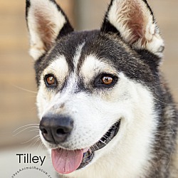 Thumbnail photo of Tilley #4