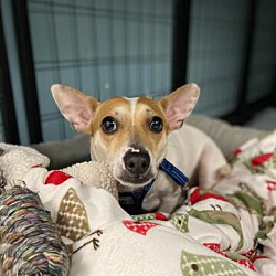 Photo of Milo