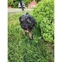 Photo of DEXTER