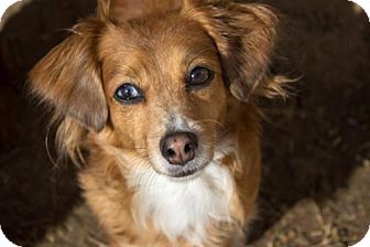 Flower Mound Tx Dachshund Meet Suzy Q A Pet For Adoption