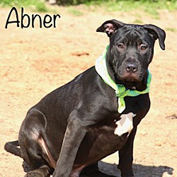 Thumbnail photo of Abner #1