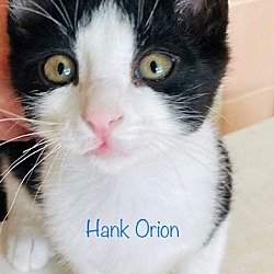 Thumbnail photo of Henry (aka Orion) #3