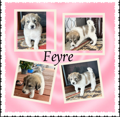 Photo of Freyre