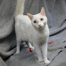 Adopt A Pet :: Dylan - Versailles, KY