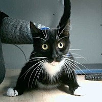 adopt a pet
