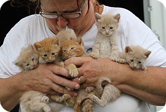 Lexington Mo Domestic Shorthair Meet Orange And Ginger Kittens