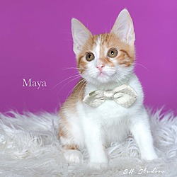 Thumbnail photo of Maya #1