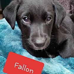 Photo of Fallon