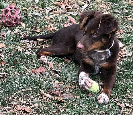 Louisville Ky Australian Shepherd Meet Robi A Pet For Adoption