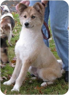 Salem Oh Shiba Inu Meet Spencer A Pet For Adoption