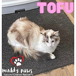 Photo of Tofu (Courtesy Post)