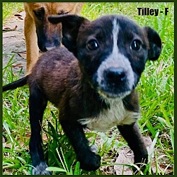 Thumbnail photo of Tillie/Lulu #1