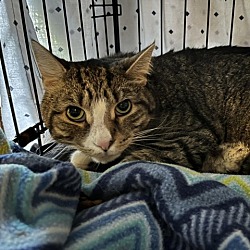 Photo of Snickers