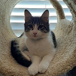 Photo of Pepper