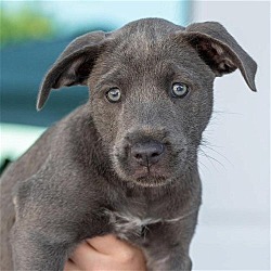Photo of Village Pup - Bibury - Adopted!
