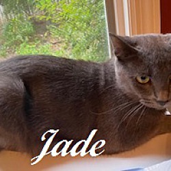 Thumbnail photo of Jade #2