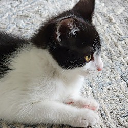 Thumbnail photo of Smores-Playful Kitten #2