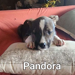 Photo of Pandora