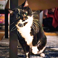 adopt a pet