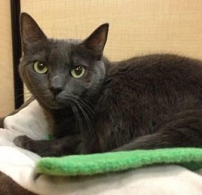 Voorhees Nj Domestic Shorthair Meet Cuddles Petsmart Marlton A