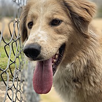 New Canaan Ct Golden Retriever Meet Perci A Pet For Adoption