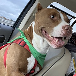 Puppies For Sale In Sellersburg Indiana Adoptapet Com