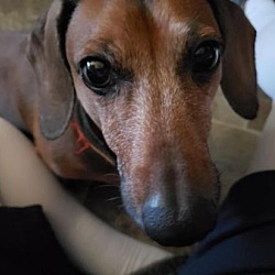 All Texas Dachshund Rescue In Pearland Texas