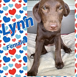 Photo of Lynn pending adoption 7/8