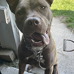 Photo of Bella