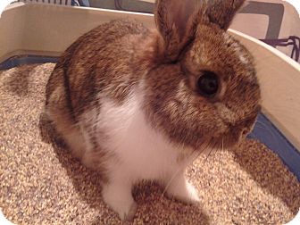 Lakeland Fl Netherland Dwarf Meet Thumper A Pet For Adoption
