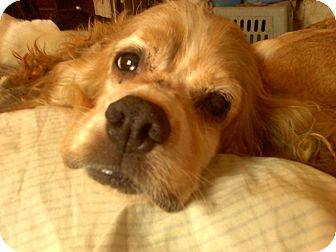 Albany Ny Cocker Spaniel Meet Kim The Cocker A Pet For Adoption