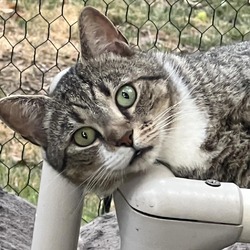 Photo of Aladdin - Barn/Working Cat