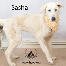 Thumbnail photo of Sasha #1