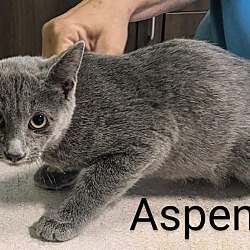 Thumbnail photo of Aspen #3