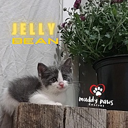 Thumbnail photo of Jelly Belly Litter: Jelly Bean - No Longer Accepting Applications #2