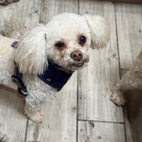 adopt-pet
