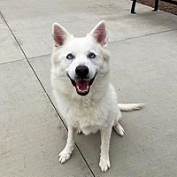 adopt a pet