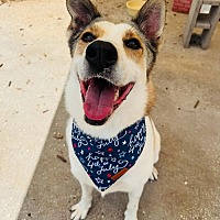 adopt a pet