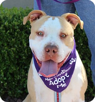 Las Vegas Nv American Bulldog Meet Zeus Drake A Pet For