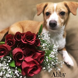 Thumbnail photo of Abby #1