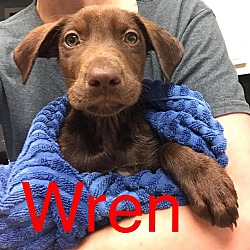 Thumbnail photo of WREN #1