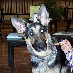 Photo of Gia *Adopted*