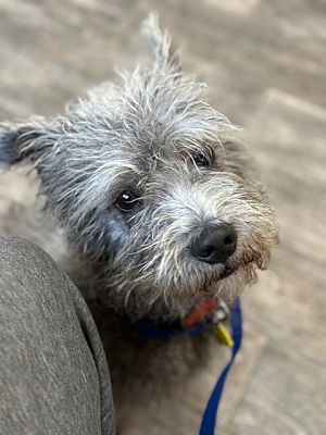 Norwalk, CT - Cairn Terrier. Meet Harry a Pet for Adoption - AdoptaPet.com