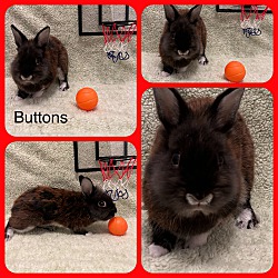 Thumbnail photo of Buttons #4